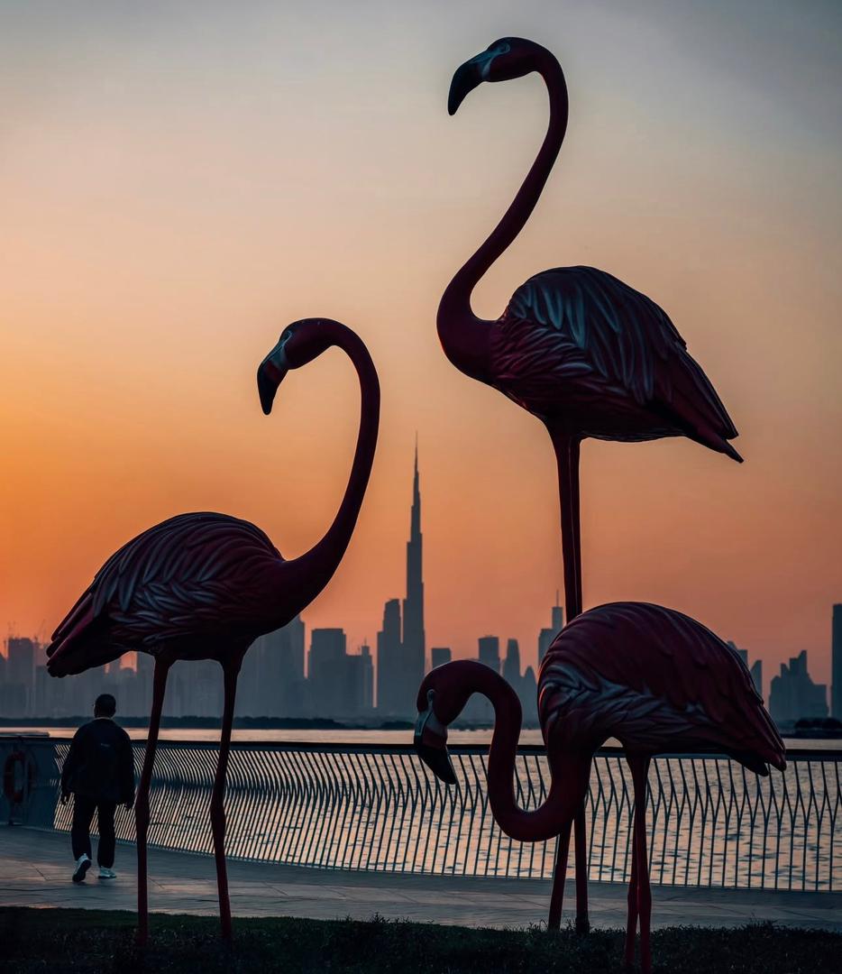 Big birds of Dubai