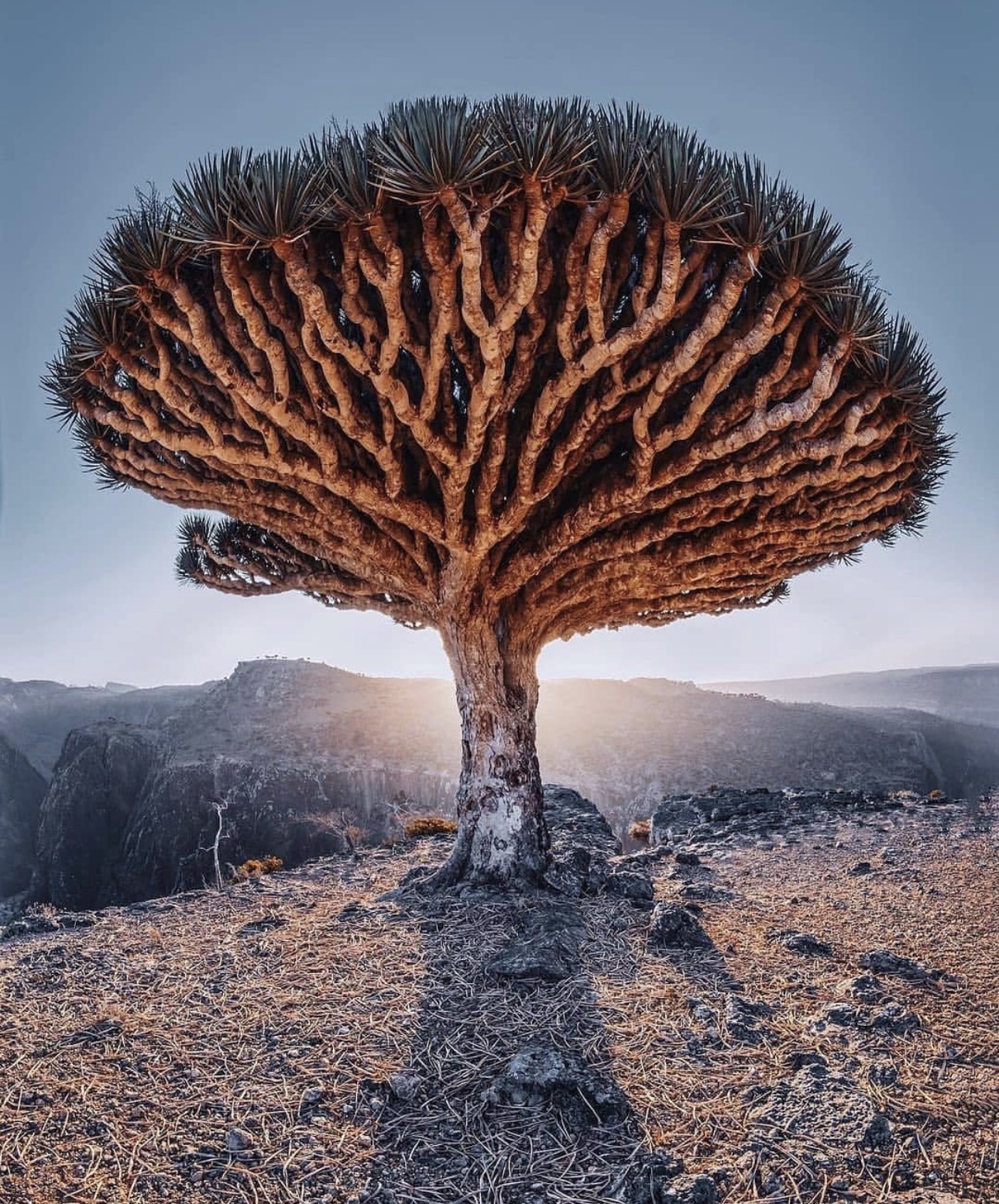 Socotra (Tree)